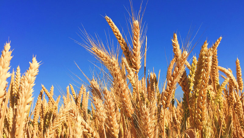 1lifebook-wheat-melissa-askew-unsplash