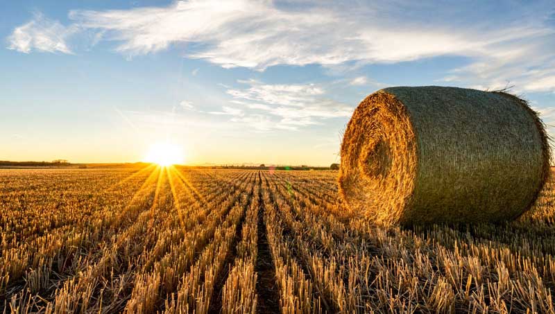 lifebook-harvest-karl-lee-unsplash