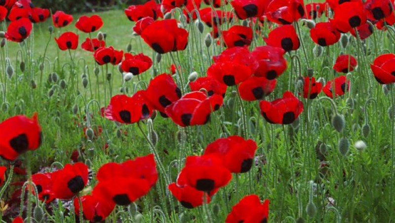 lifebook poppies remembrance day