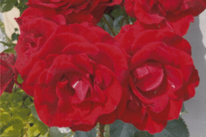 A close-up photograph of some red roses, from the front cover of Margot Griffiths' private autobiography, I Once Was a Rose.